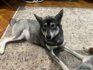 Mixed Breed dogs Bernese X Huskydor Pups - Advert 4