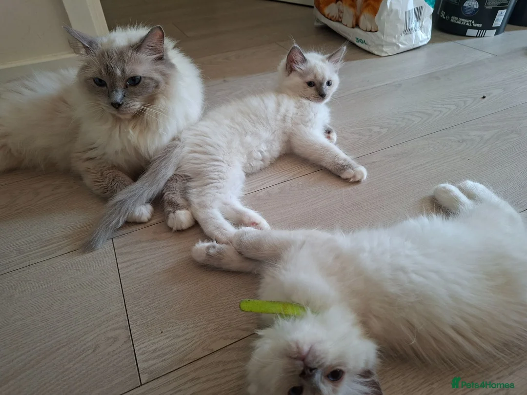 Ragdoll cats for sale: Male Ragdoll kittens  - Advert 1
