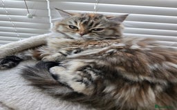 Persian cats for sale: Georgeous Persian Kitten for Sale  - Image 2