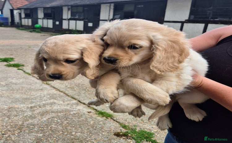 Golden Retriever dogs - Advert 1