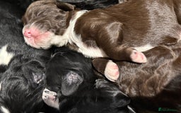 Cockapoo dogs for sale: Miniature f1 Cockapoos puppies - Advert 6