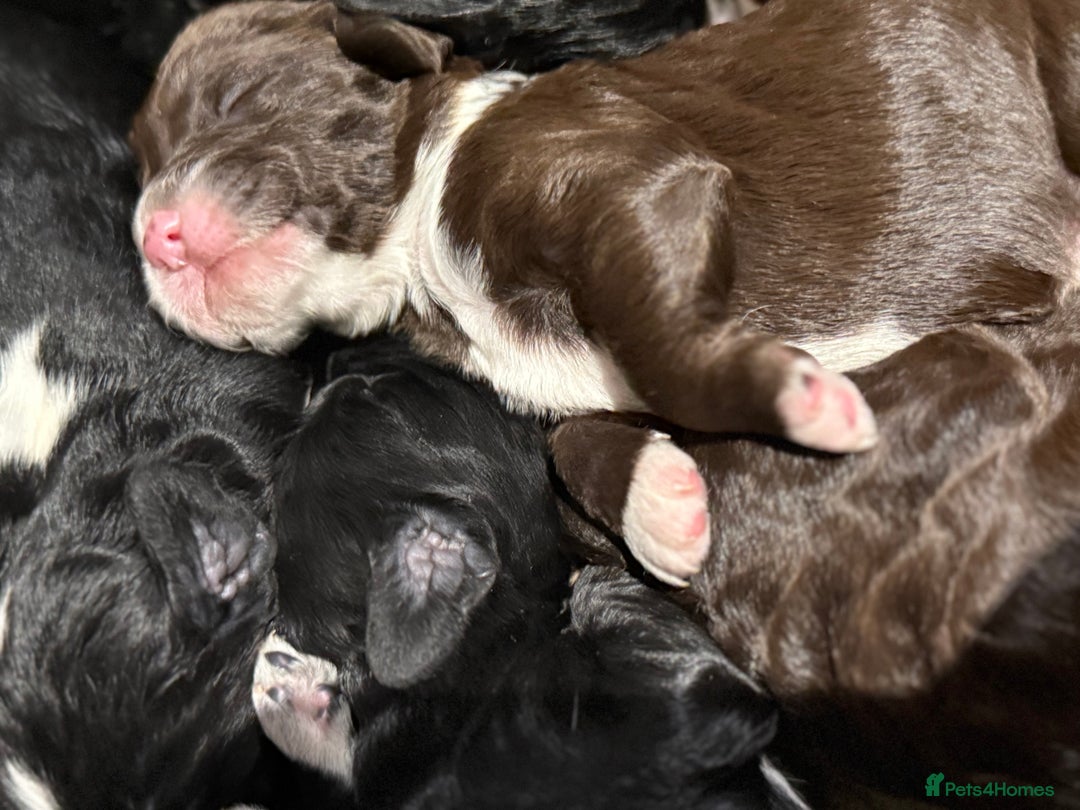 Cockapoo dogs for sale: Miniature f1 Cockapoos puppies - Advert 6