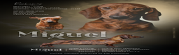 Dachshund dogs for stud: Miniature Smooth Dachshund Brindle KC reg in Nottingham - Advert 3