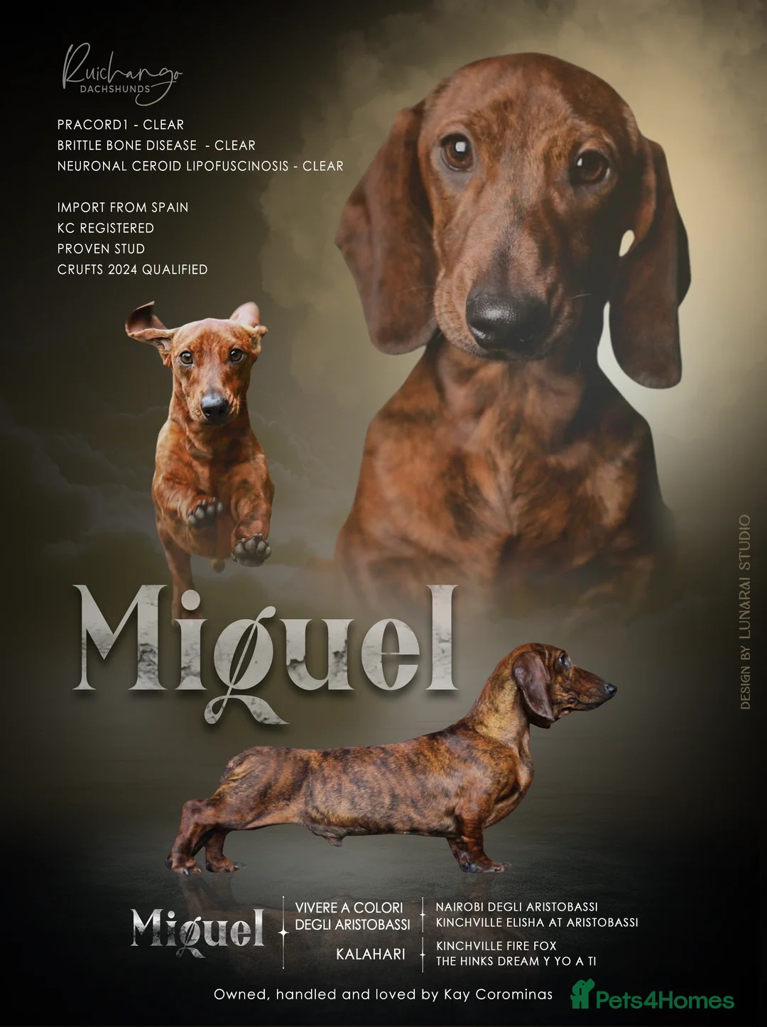 Dachshund dogs for stud: Miniature Smooth Dachshund Brindle KC reg in Nottingham - Advert 3