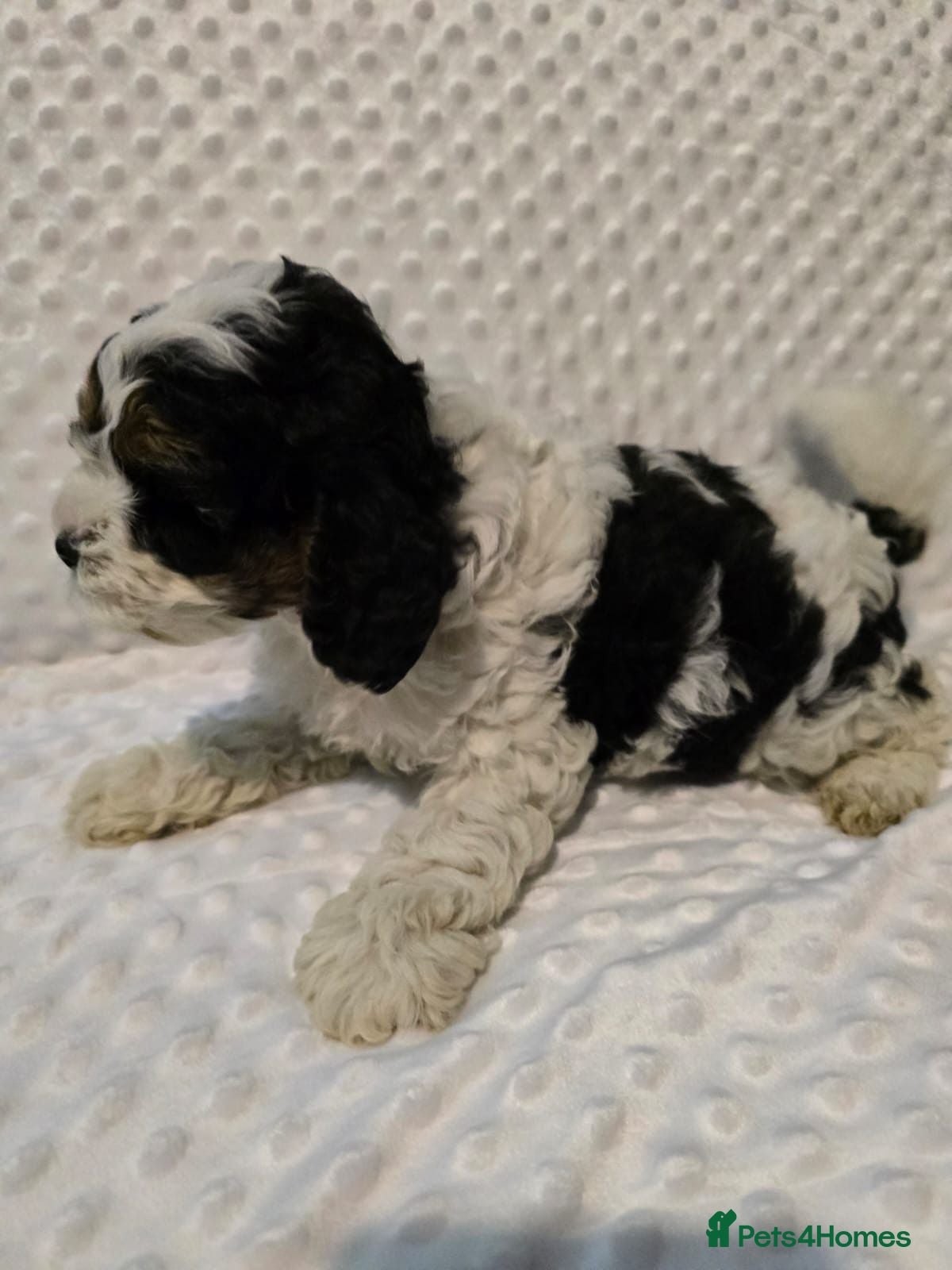 Cockapoo dogs Adorable Cockapoo Puppies Ready for Forever Homes - Advert 1