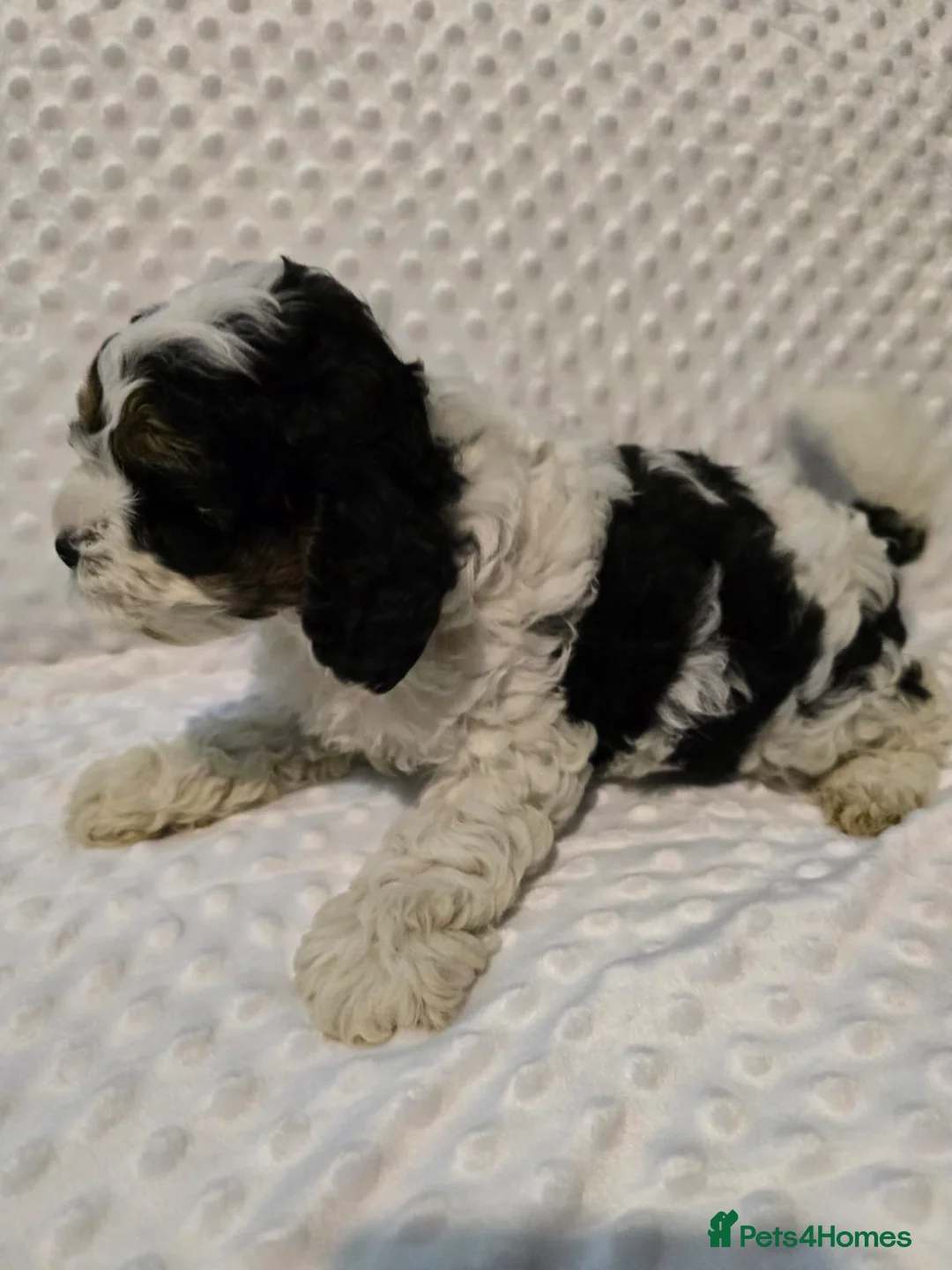 Cockapoo dogs for sale: Adorable Cockapoo Puppies Ready for Forever Homes - Advert 1
