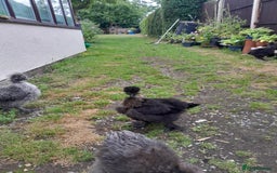 Chickens poultry for sale: Showgirl and silkie chicks/chickens - Image 4
