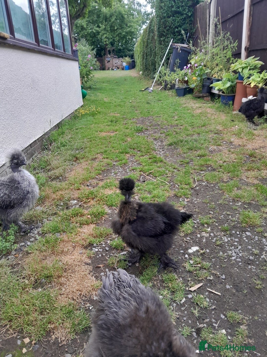 Chickens poultry for sale: Showgirl and silkie chicks/chickens - Image 4