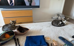 British Shorthair cats for sale: Need rehoming 2x female cats. 1 year old - Image 3