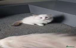 Ragdoll cats for stud: Ragdoll GCCF blue mitted stud LOKI in Wakefield - Image 15