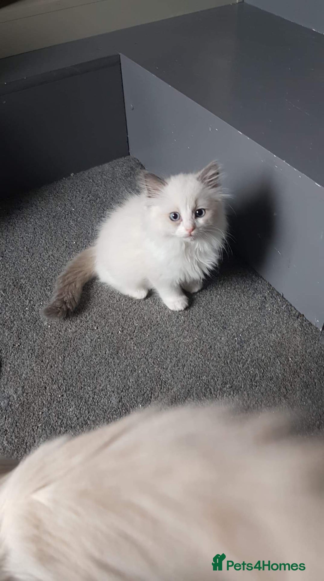 Ragdoll cats for stud: Ragdoll GCCF blue mitted stud LOKI in Wakefield - Image 15