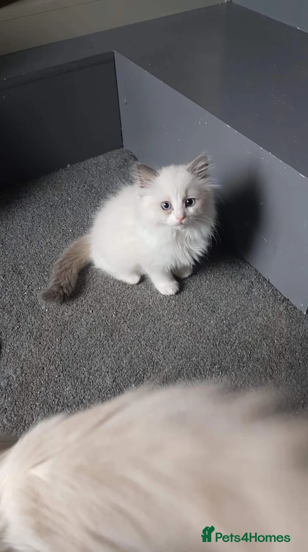 Ragdoll cats for stud: Ragdoll GCCF blue mitted stud LOKI in Wakefield - Advert 15