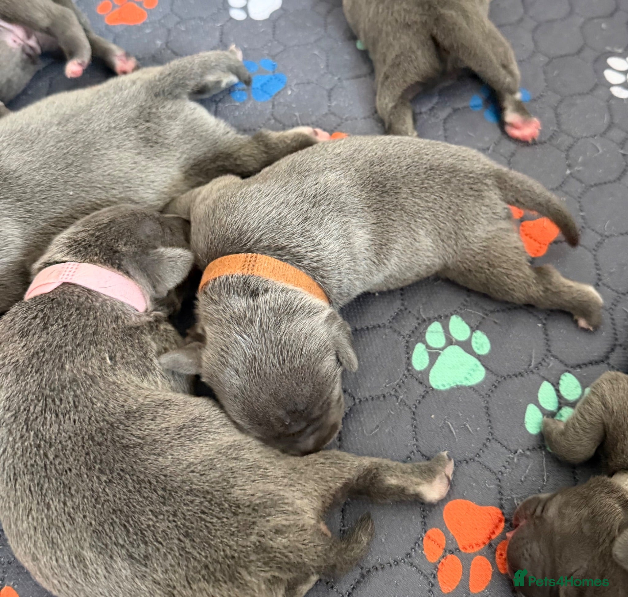 Staffordshire Bull Terrier dogs Blue Staffordshire Bull Terrier Pups Family Raised - Advert 2