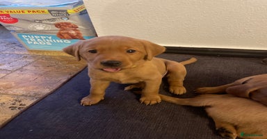 Labrador Retriever dogs Lovely fox red Labrador puppies  - Advert 13
