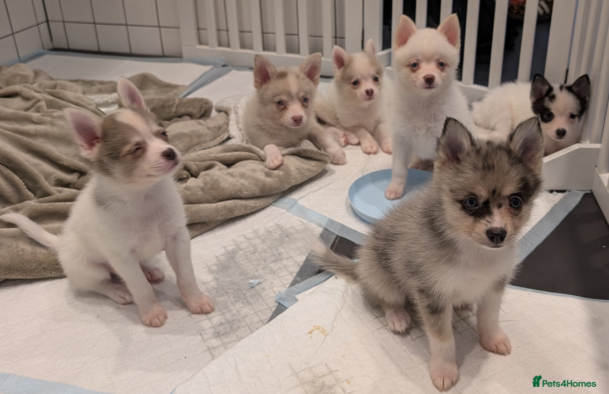 Pomsky dogs Ready to go this Tuesday Beautiful Pomsky F3 Micro - Advert 1