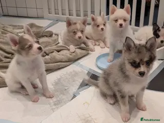 Pomsky dogs Ready to go this Tuesday Beautiful Pomsky F3 Micro - Advert 3