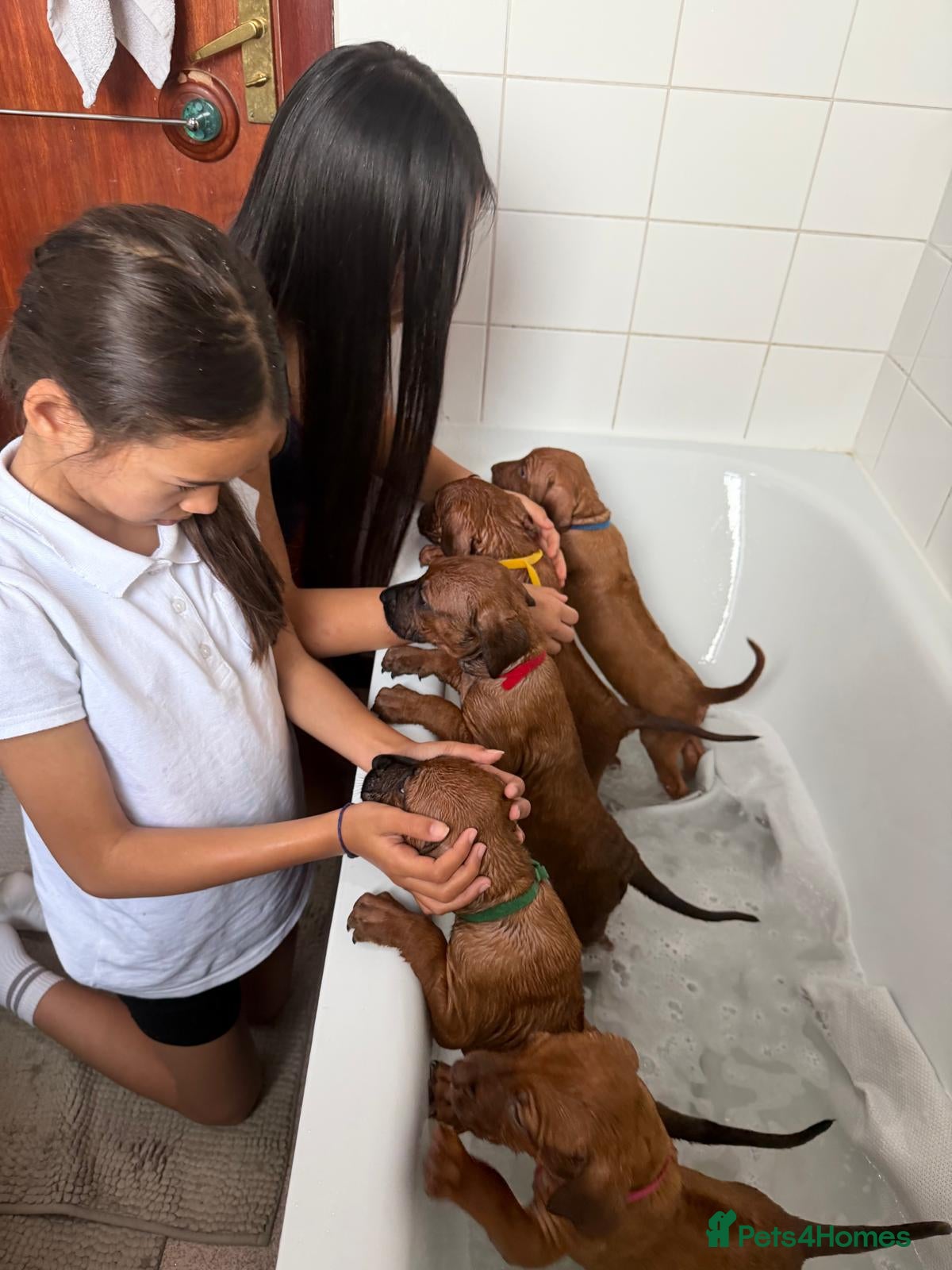 Rhodesian Ridgeback dogs for sale: Stunning KC Registered Rhodesian Ridgeback Puppies - Advert 9