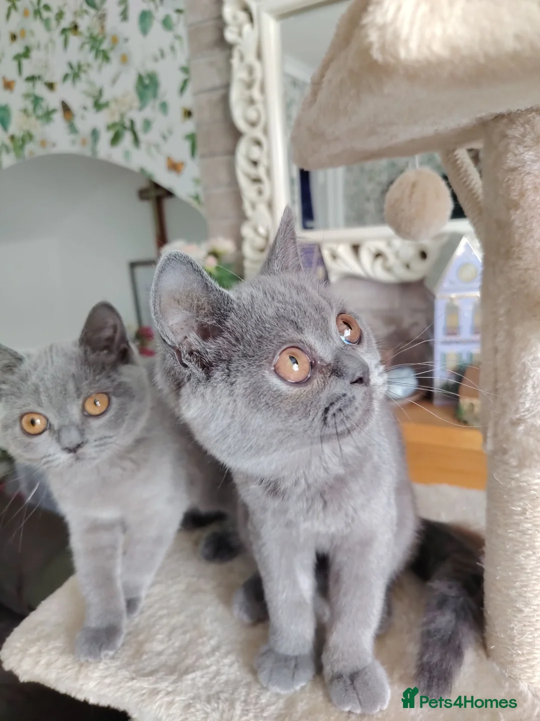 British Shorthair cats for sale: Beautiful british shirt hair kitten - Advert 6
