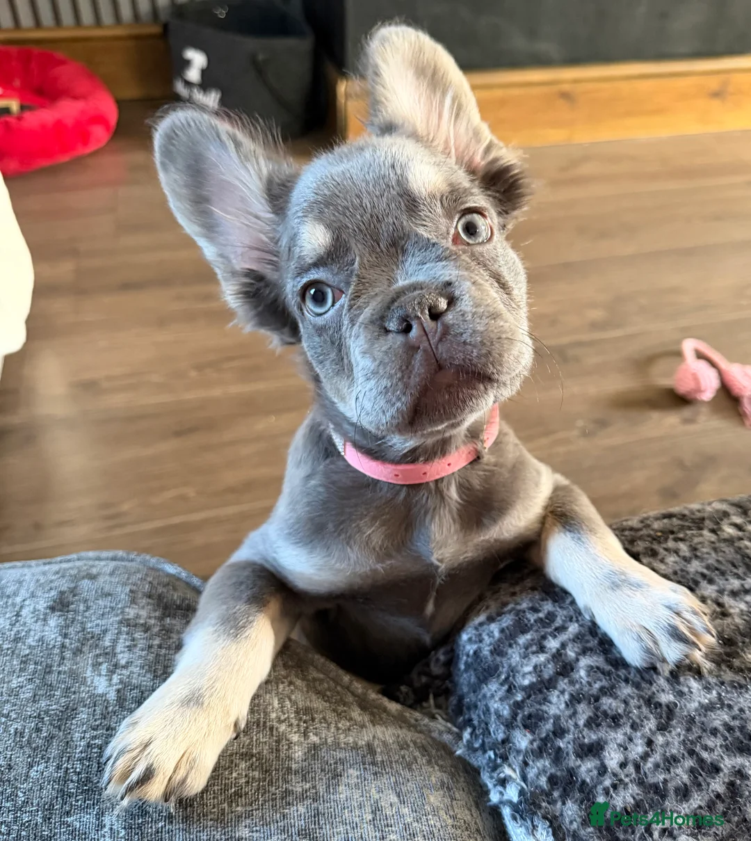 French Bulldog dogs for sale:  Lilac & Tan Fluffy French Bulldog for Sale. - Advert 2