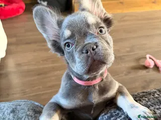 French Bulldog dogs Lilac & Tan Fluffy French Bulldog for Sale. - Advert 1