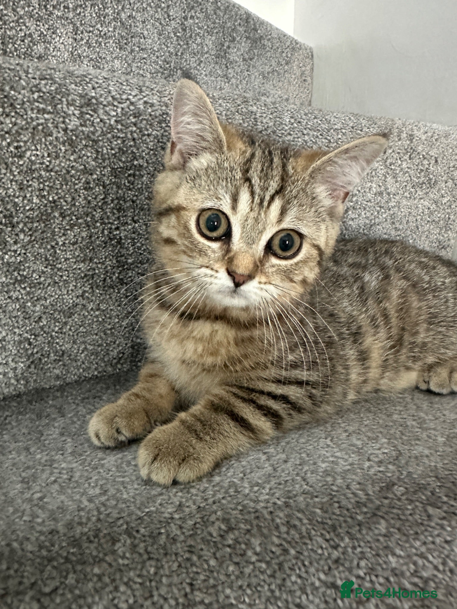 British Shorthair cats 😻DISCOUNTED PRICE🙀BeautifulBSH Kittens 🐈‍⬛ 🩷💙 - Advert 1