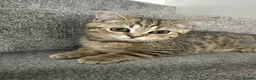 British Shorthair cats for sale: 😻DISCOUNTED PRICE🙀BeautifulBSH Kittens 🐈‍⬛ 🩷💙 - Advert 3