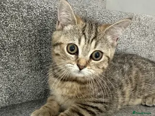 British Shorthair cats 😻DISCOUNTED PRICE🙀BeautifulBSH Kittens 🐈⬛ 🩷💙 - Advert 1