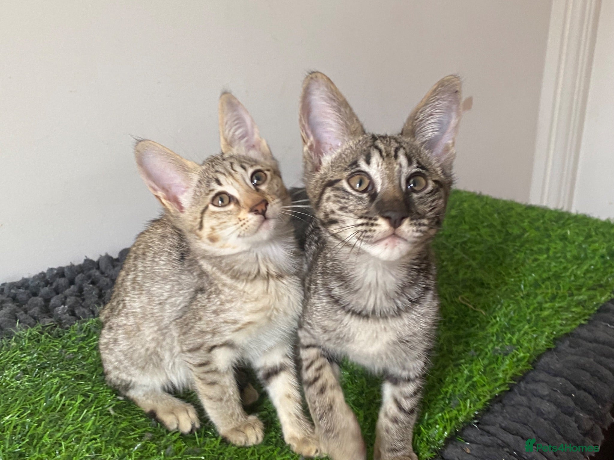 Savannah cats Savannah PED’G kitten last light bst girl F5SBT - Advert 2