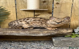Savannah cats for sale: F2 Savannah cat - Image 2