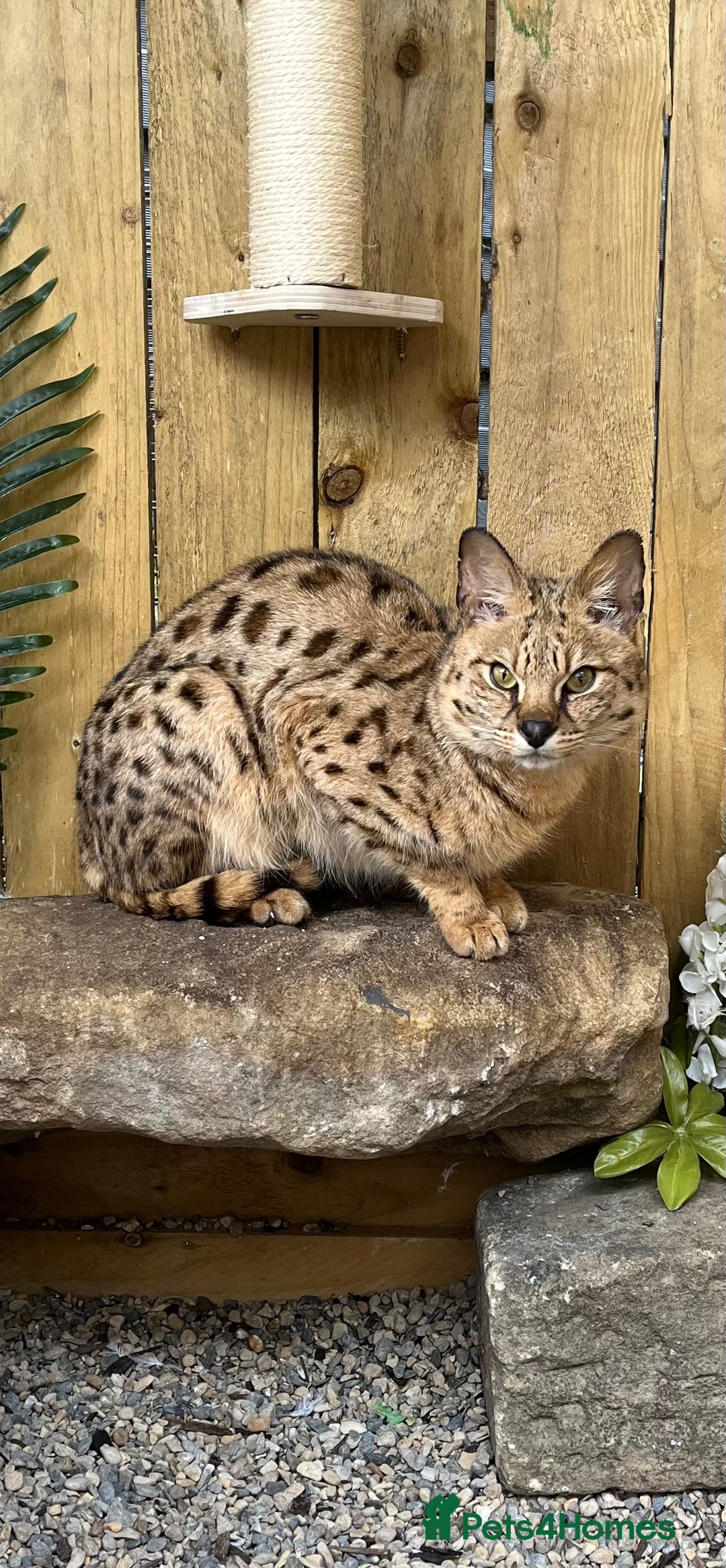 Savannah cats for sale: F2 Savannah cat - Image 2