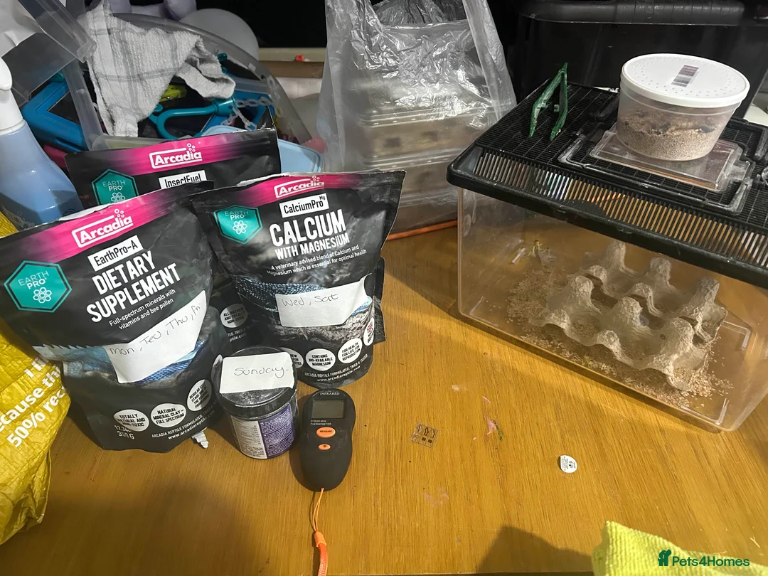 Bearded Dragon reptiles for sale: full set up with bearded dragon - Advert 2