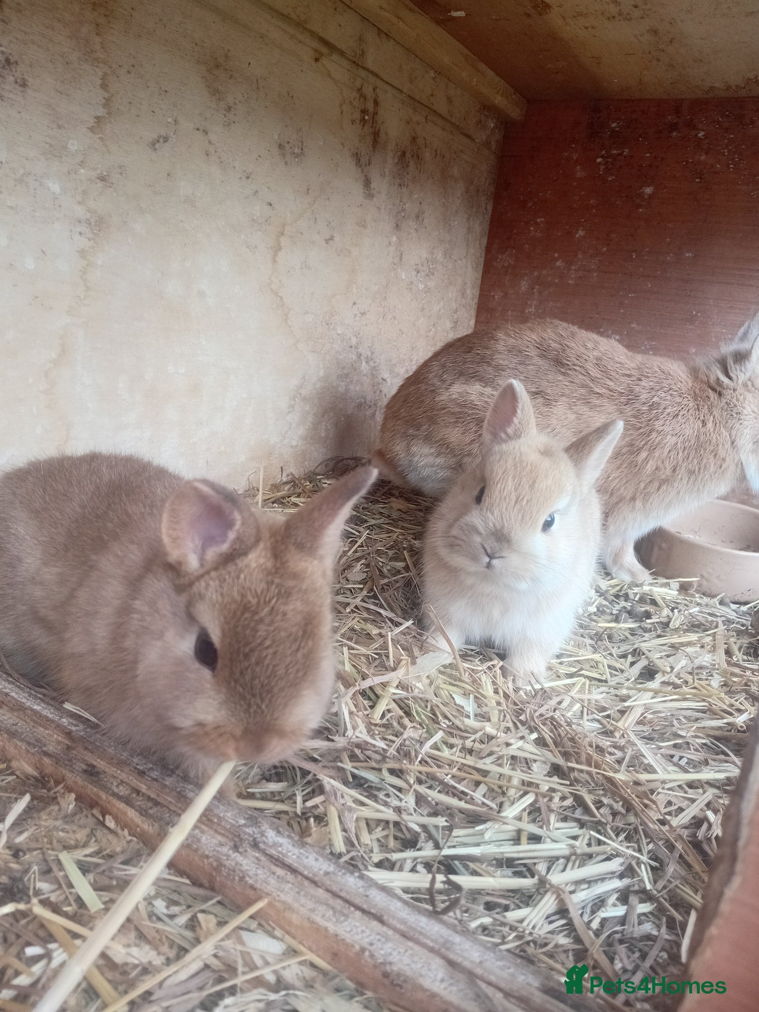 Netherland Dwarf rabbits Netherland dwarf baby  - Advert 2