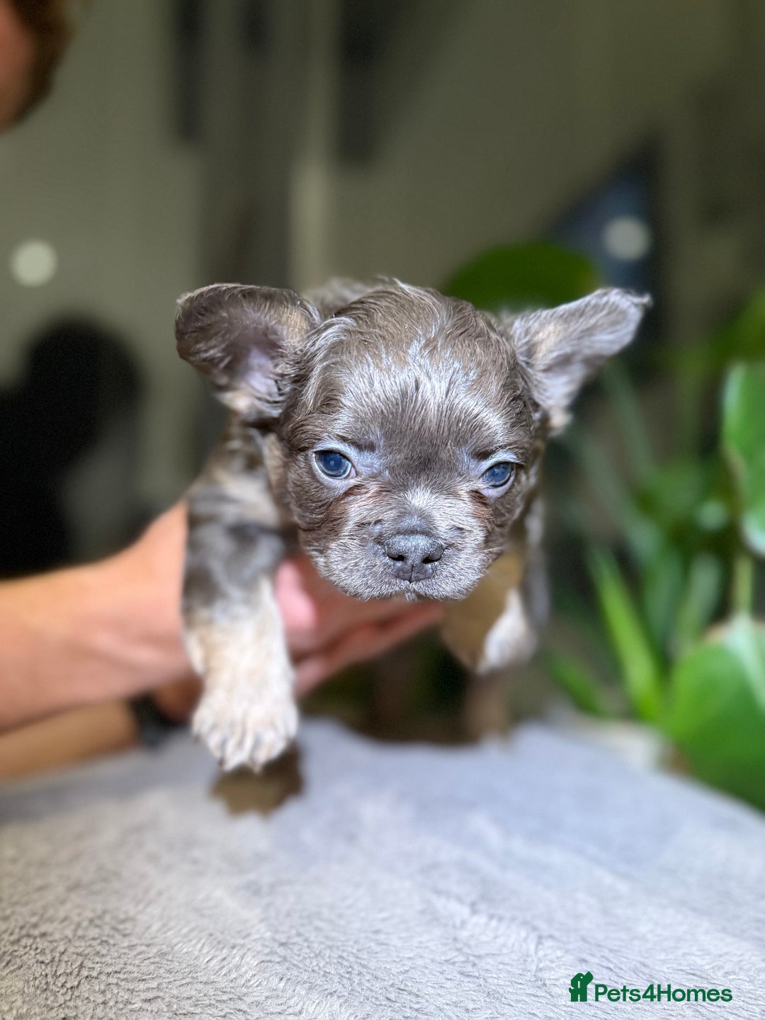 French Bulldog dogs for sale: 8weeks old Fluffy french bulldog puppies - Advert 10