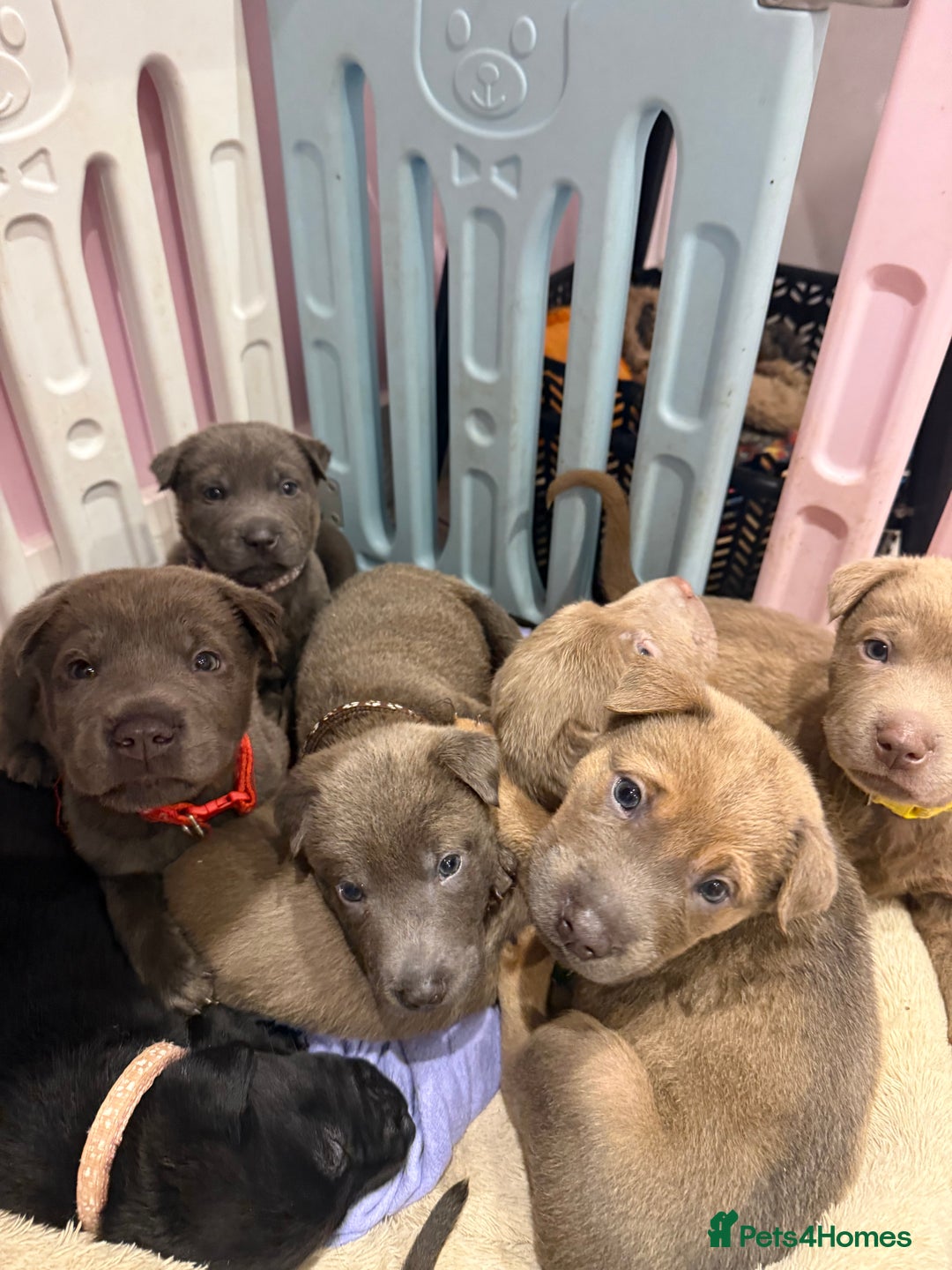 Mixed Breed dogs for sale: Ready 12 Jan Sharpei x Rhodesian ridgeback Hybrid - Advert 40