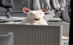 English Bull Terrier dogs for sale: English bull terrier  - Image 1