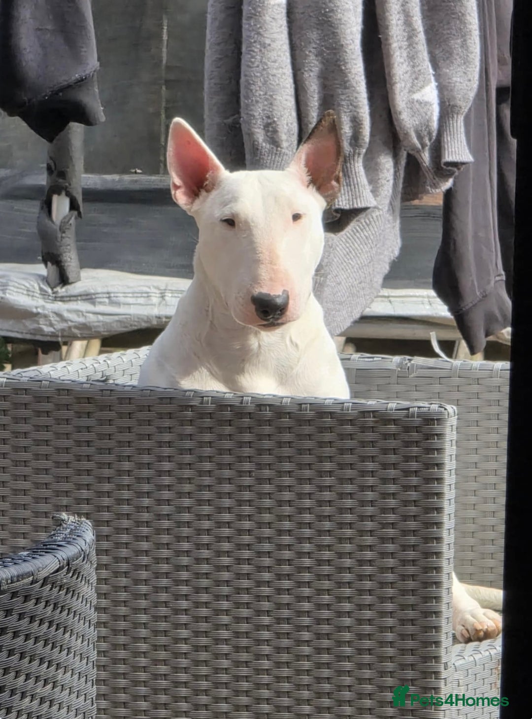English Bull Terrier dogs for sale: English bull terrier  - Image 1