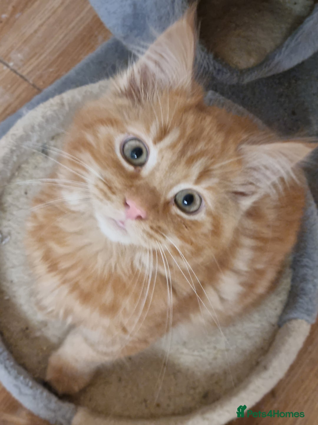 Maine Coon cats for sale: Main coon kittens - Advert 4
