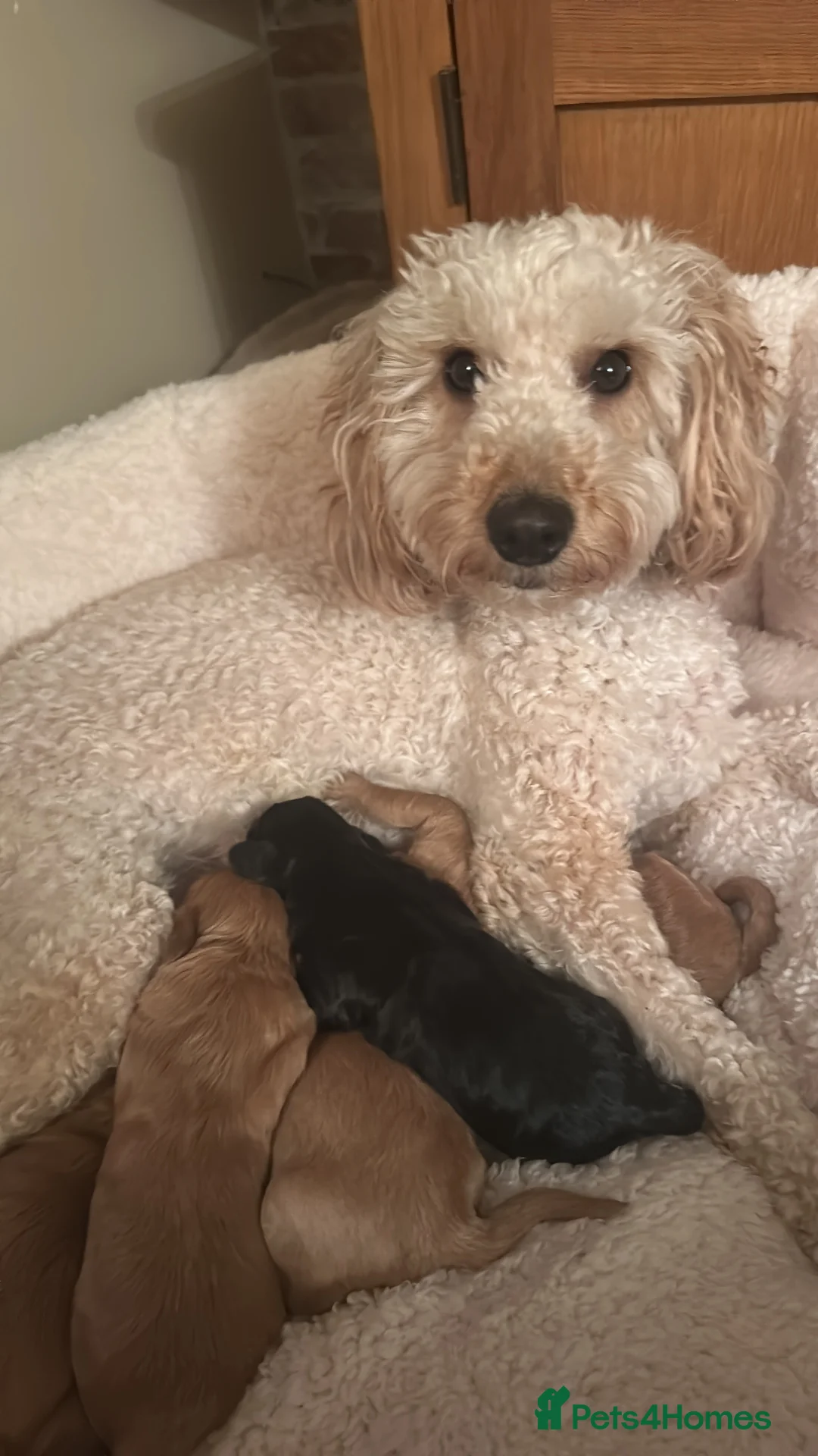 Cockapoo dogs for sale: F1b Cockapoo puppies  - Advert 1