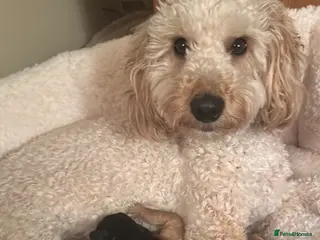 Cockapoo dogs F1b Cockapoo puppies - Advert 1