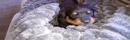 Rottweiler dogs for sale: Chunky full rottie pups  - Advert 8