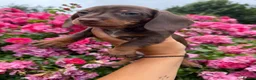 Miniature Dachshund dogs for sale: REDUCED STUNNING MINIATURE DACHSHUNDS - Advert 8