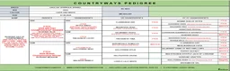 English Springer Spaniel dogs for stud:  TROY LIVER/WHITE ENGLISH SPRINGER SPANIEL  - Advert 3