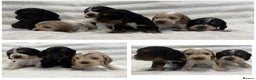Cocker Spaniel dogs for sale: Kc Show type Cocker Spaniels  - Advert 1