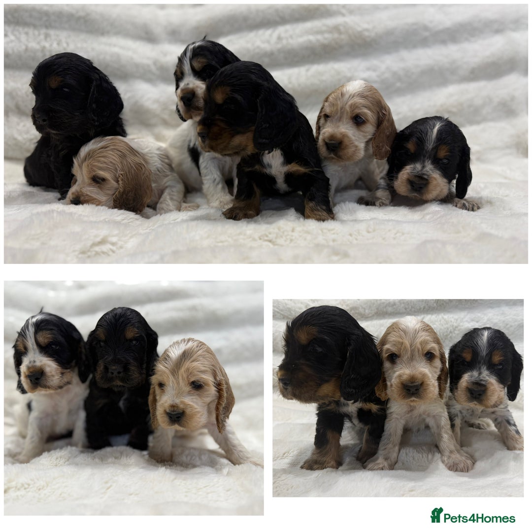 Cocker Spaniel dogs for sale: Kc Show type Cocker Spaniels  - Advert 1