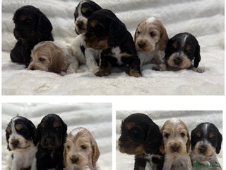 Cocker Spaniel dogs Kc Show type Cocker Spaniels - Advert 10