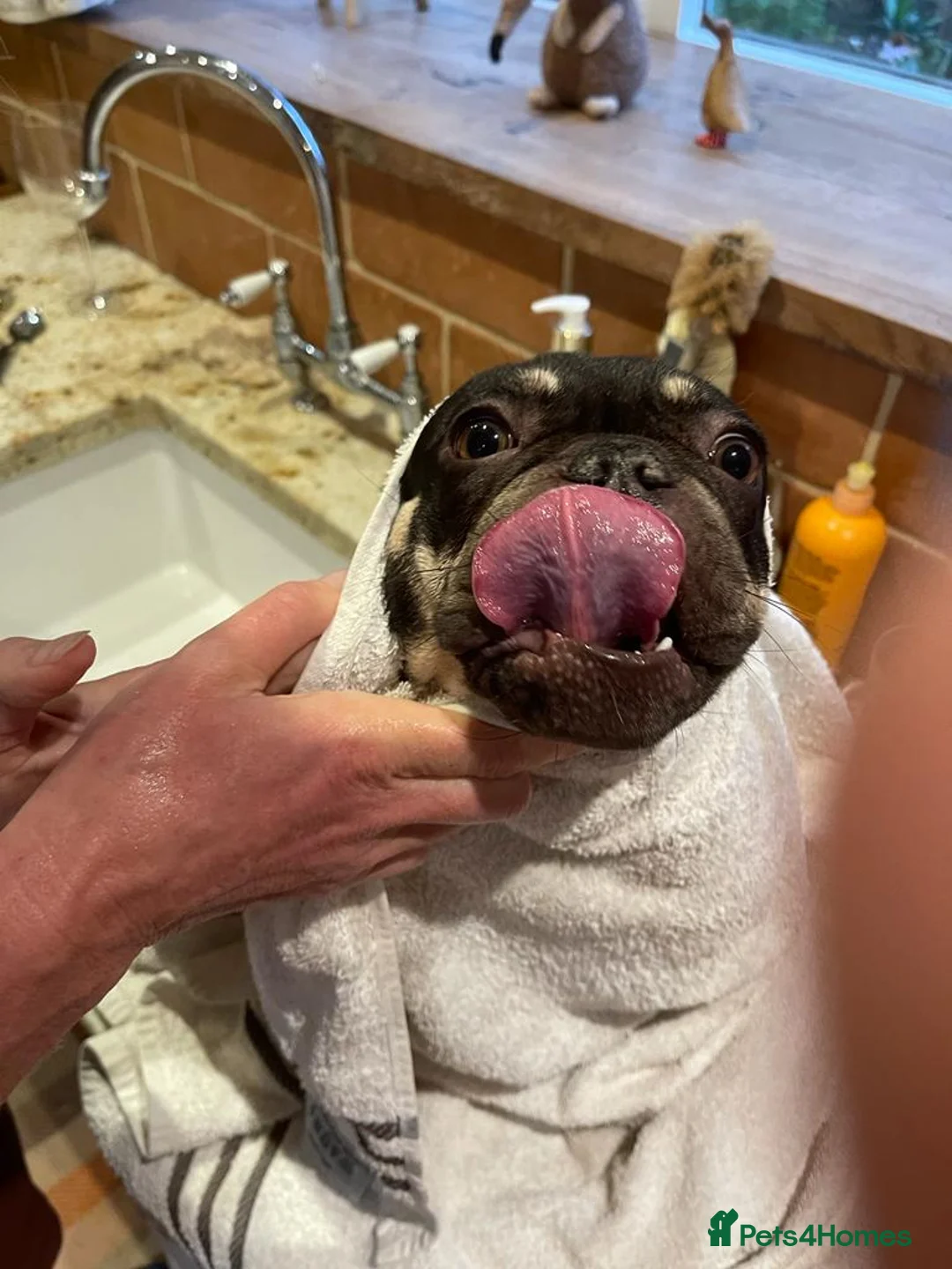 French Bulldog dogs for sale: Nelly only going to 10 star home  - Advert 6