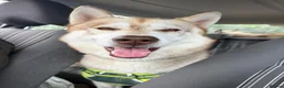 Siberian Husky dogs for sale: Male rehome: looking for a new home - Advert 5