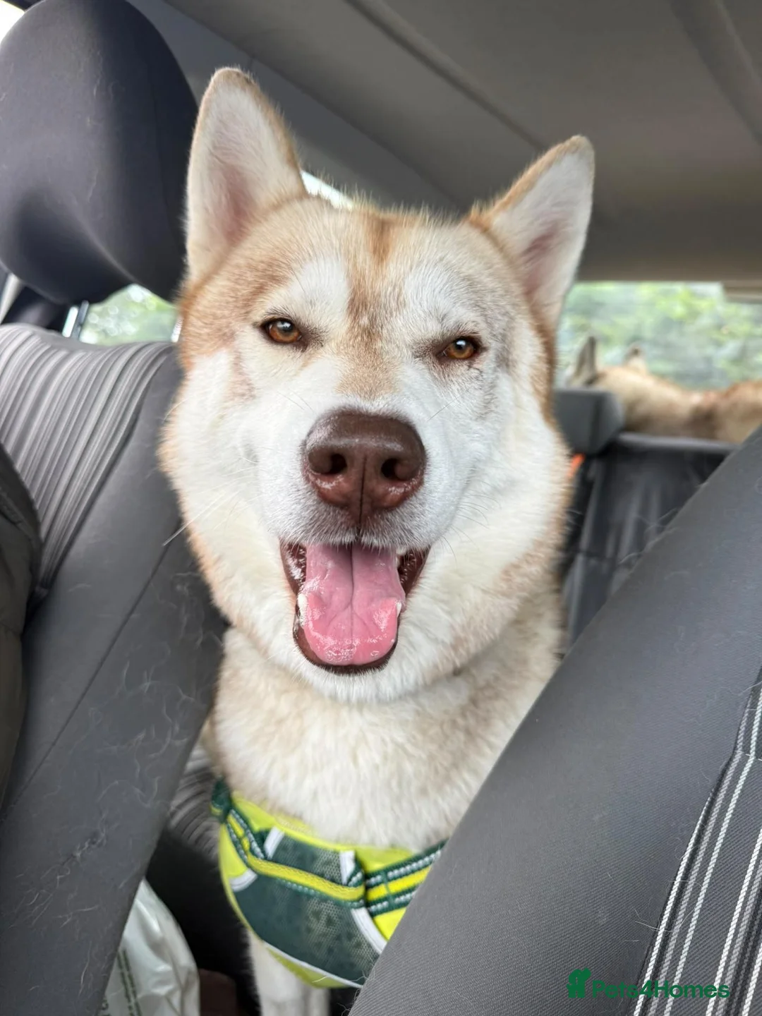 Siberian Husky dogs for sale: Male rehome: looking for a new home - Advert 5