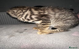 Domestic Shorthair cats for sale: 3 beautiful kittens for sale. - Image 3