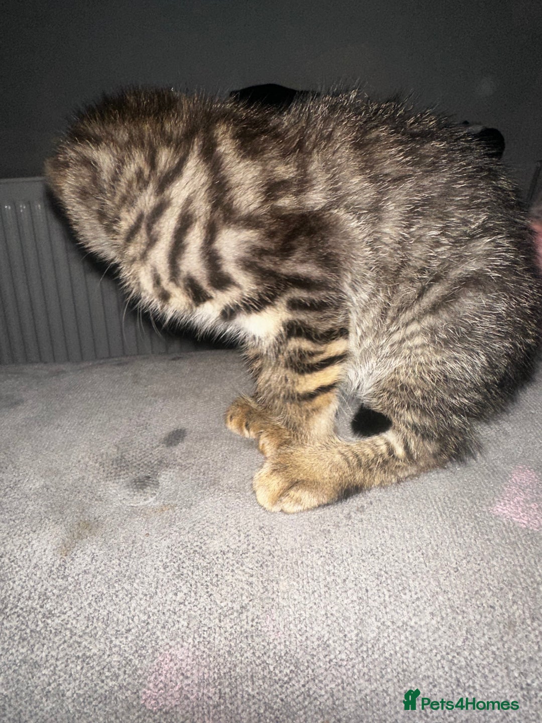 Domestic Shorthair cats for sale: 3 beautiful kittens for sale. - Image 3
